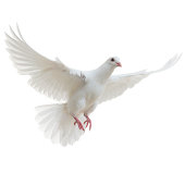 White Dove isolated