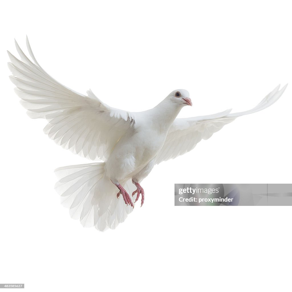 White Dove isolated