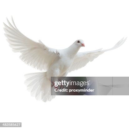 White Dove isolated White Dove isolated