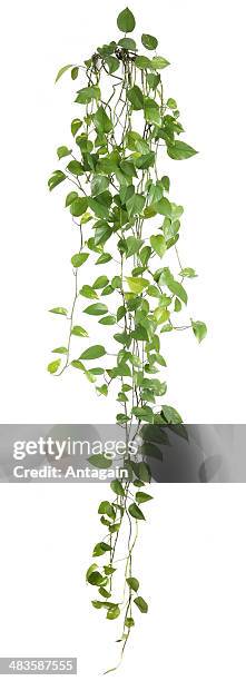 420 fotos e imágenes de Potus Planta - Getty Images