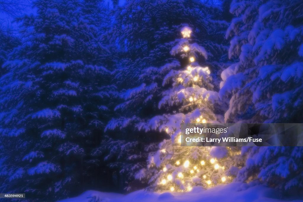 Illuminated Christmas Tree in Snow