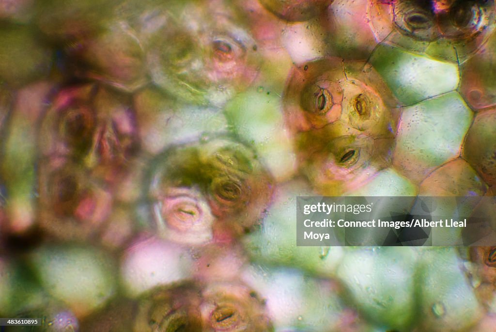 Stomata in begonia's leaf. The stoma is a pore in the epidermis of the leaf that manages gas exchange. Magnified 150x