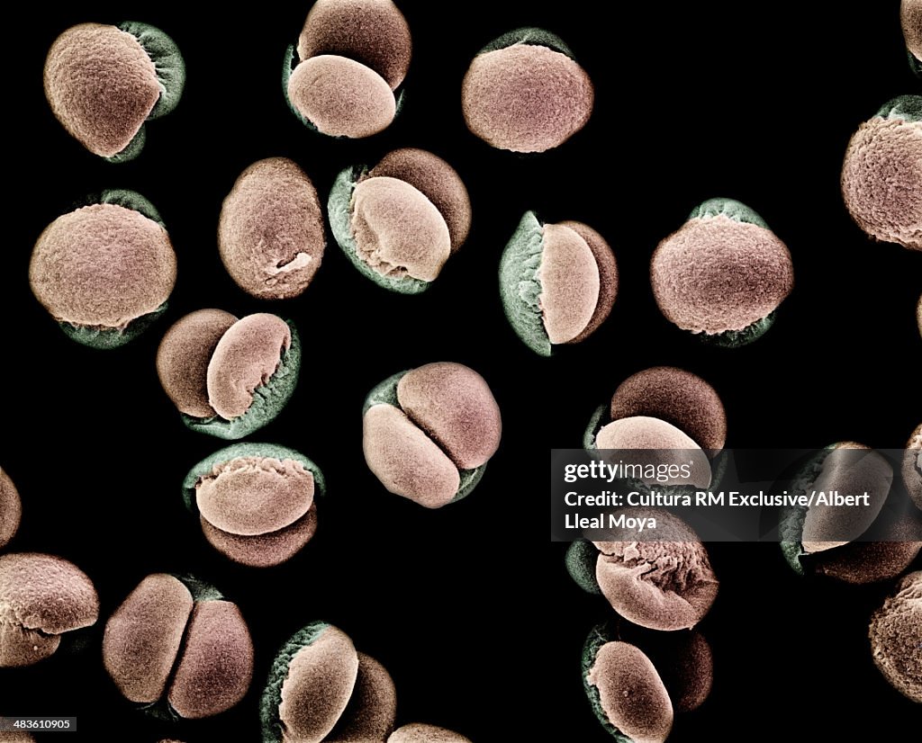 Scanning electron microscope image of mugo pine (Pinus mugo sp. uncinata) pollen grains. Magnified 280x