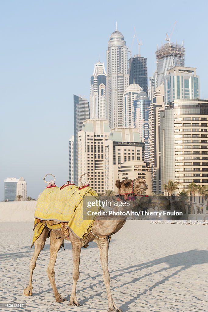 Camel on beach, Dubai, United Arab Emirates