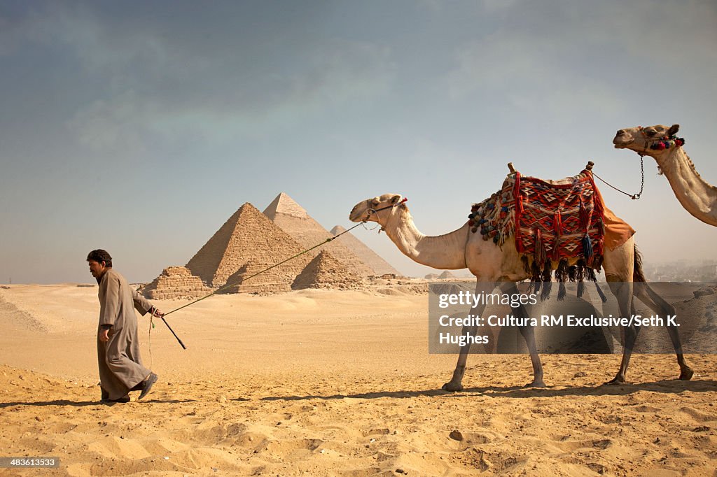 Man pulling camels in front of the pyramids of Giza, Egypt