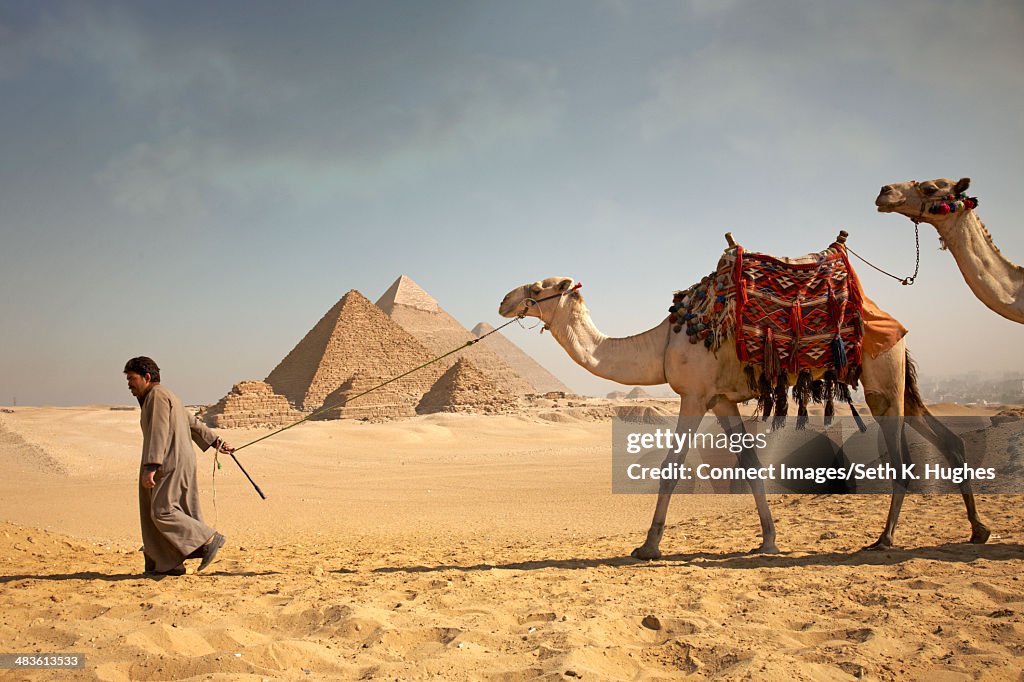 Man pulling camels in front of the pyramids of Giza, Egypt