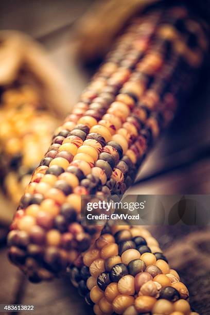 decoración de otoño con secado flint maíz - maíz criollo fotografías e imágenes de stock