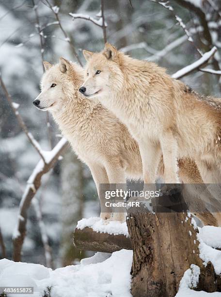 arctic wolves paquete de vida silvestre, winter forest - lobo fotografías e imágenes de stock