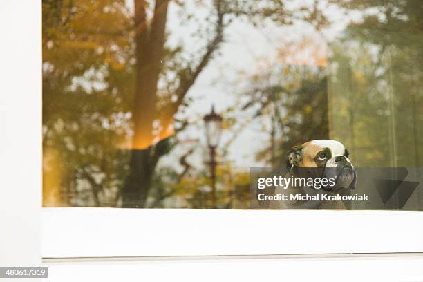 dog in window - dog outdoors stock pictures, royalty-free photos & images