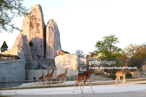 Illustration view of giraffes whyle the Private visit of the Zoological Park of Paris due to reopen on April 12. On April 9, 2014 in Paris, France.