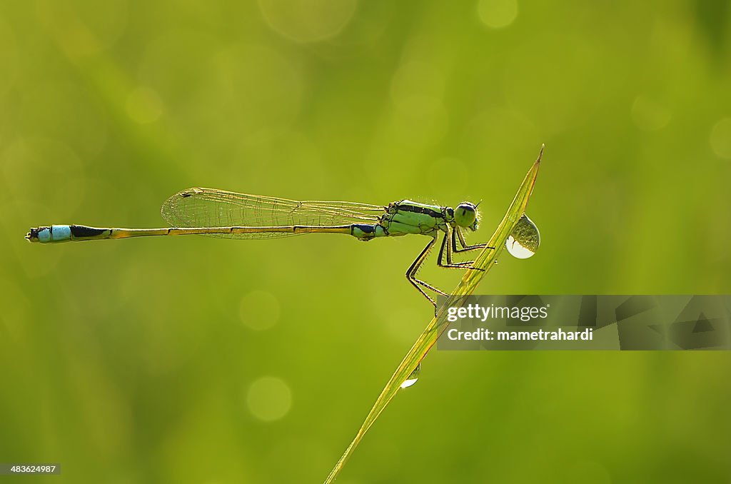 Indonesia, West Java, Bekasi, Dew and Damselfy