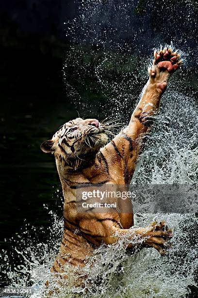 tiger jumping in river, ragunan, jakarta, indonesia - wildlife bildbanksfoton och bilder