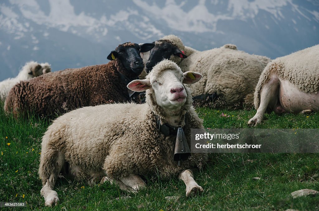 Vista de ovelhas no pasto com Montanha no fundo