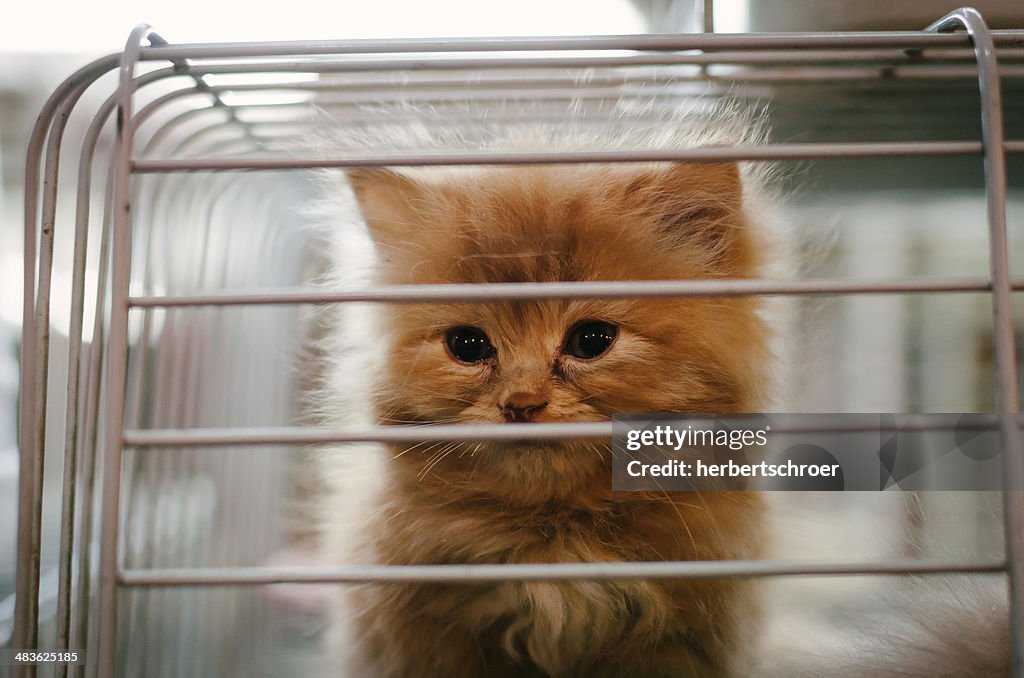 Kitten in a metal cage