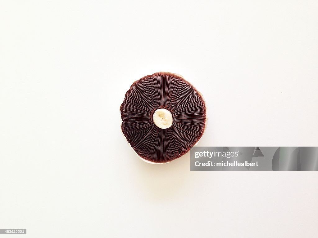 Overhead view of a field mushroom