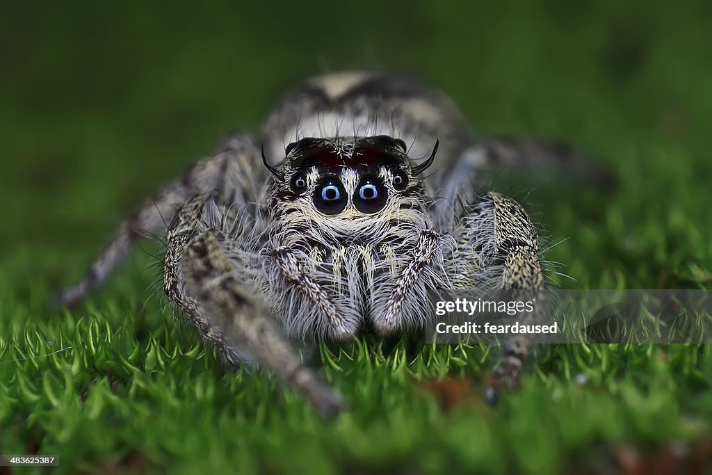 Malaysia, Kuantan, Jumping spider