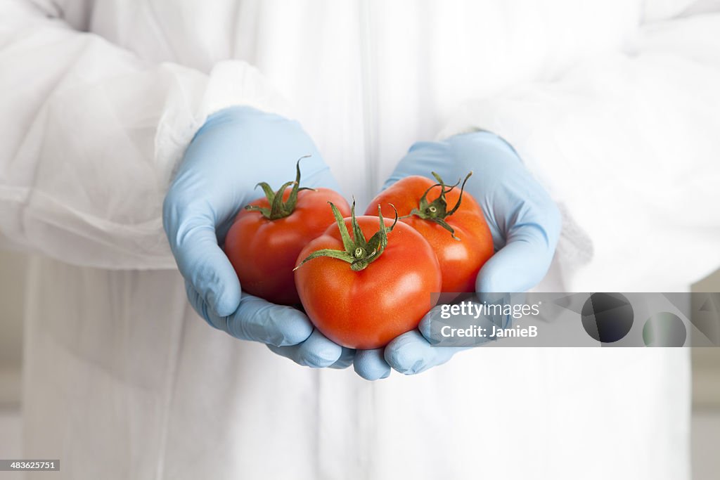 Close-up de cientista exploração Tomates