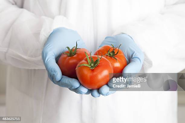 close-up de cientista exploração tomates - ogm imagens e fotografias de stock
