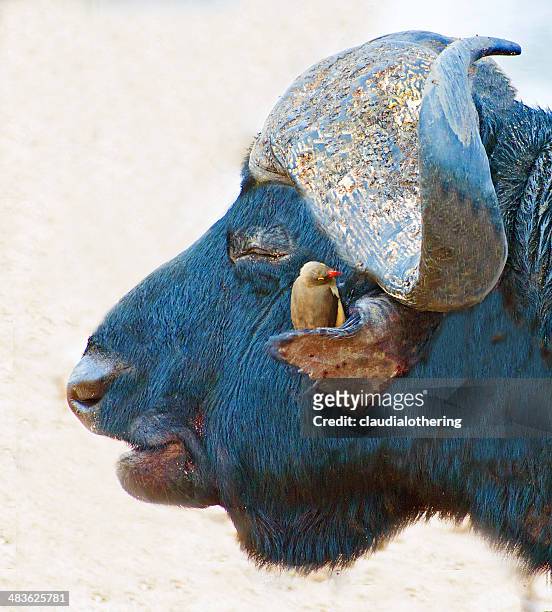 südafrika, limpopo porträt von buffalo und oxbird - symbiotic relationship stock-fotos und bilder