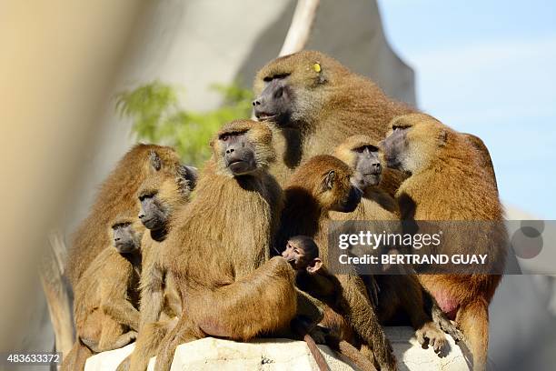 Photo taken on August 10, 2015 shows a family of Guinea Baboons standing on a rock at the Paris Zoological Park , formerly known as the Bois de...