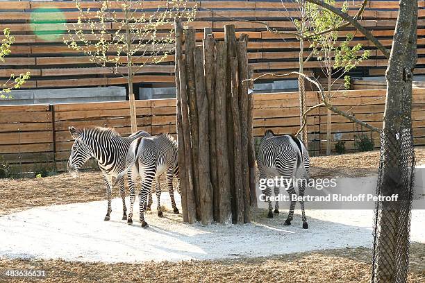 Illustration view of zebras whyle the Private visit of the Zoological Park of Paris due to reopen on April 12. On April 9, 2014 in Paris, France.