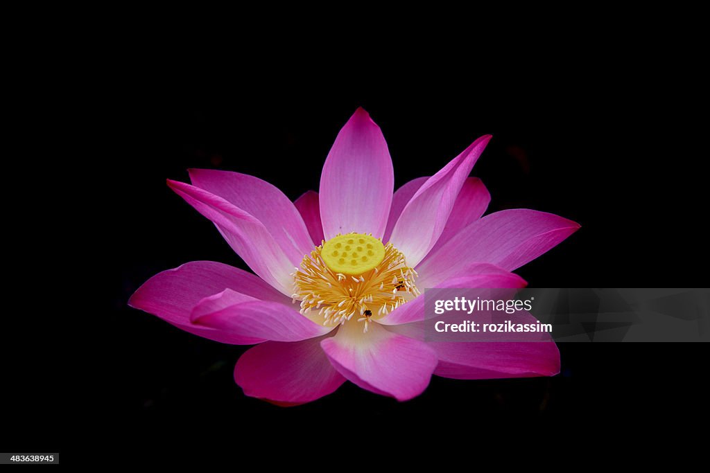 Close up of pink Lotus flower (Nelumbo Nucifera)