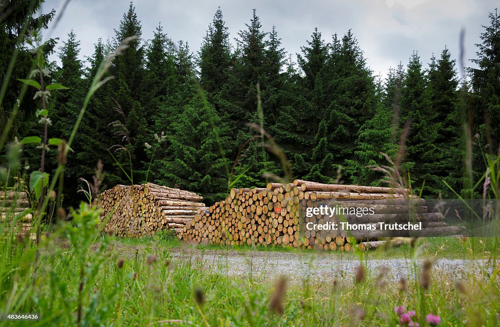 Ready For The Sawmill