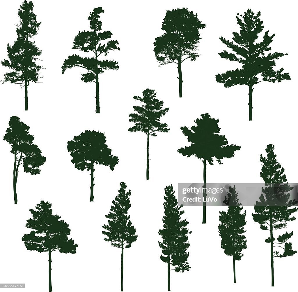 Siberian Pine tree