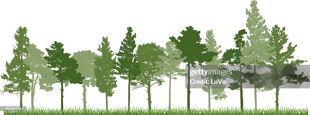 Sibirische Kiefer forest