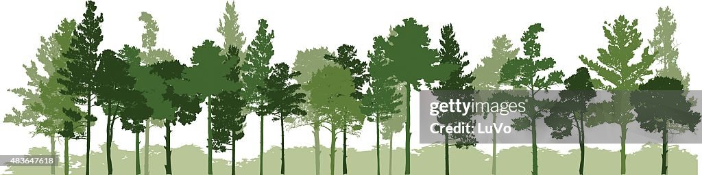 Siberian Pine forest