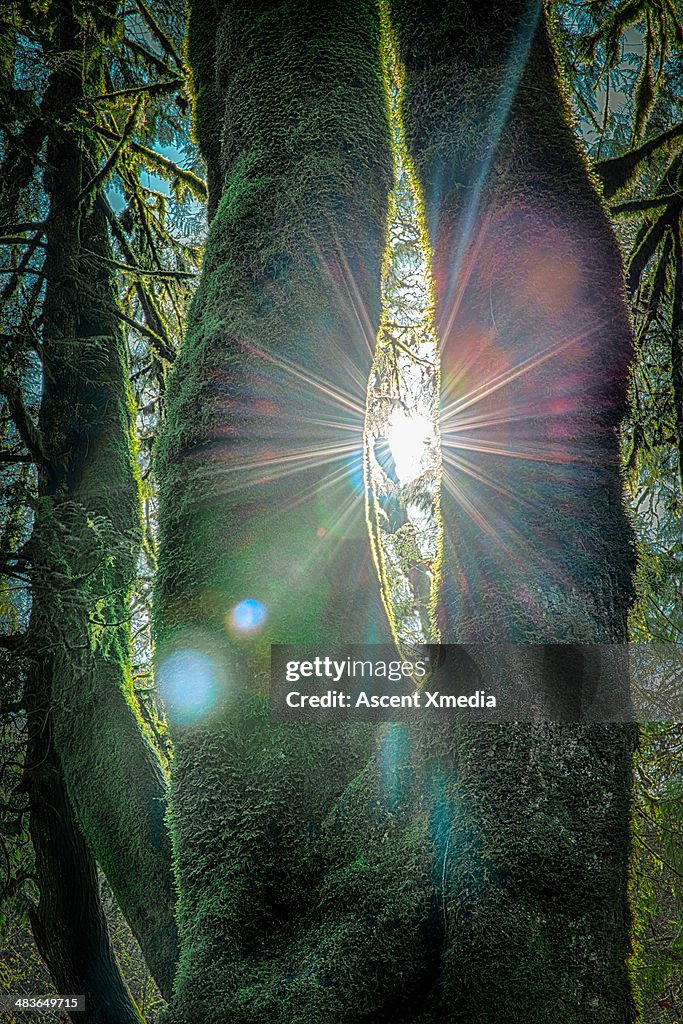 Sun's rays penetrate forest on summer's day