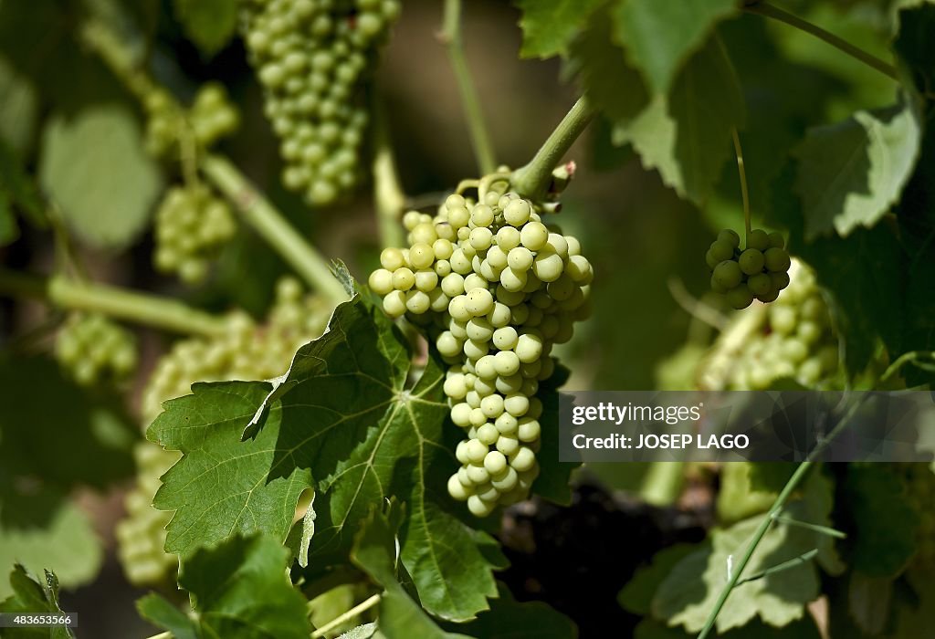 SPAIN-WINE-EXPORTS-CAVA