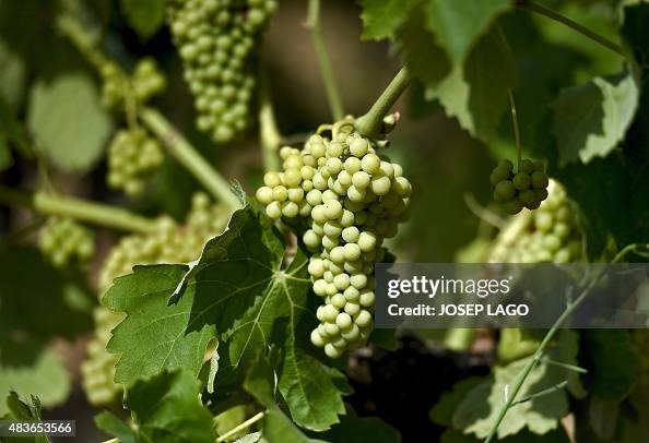 SPAIN-WINE-EXPORTS-CAVA SPAIN-WINE-EXPORTS-CAVA