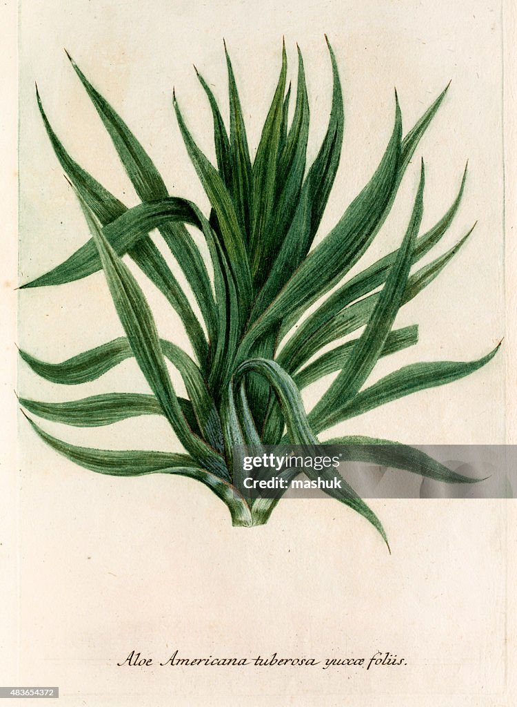 Aloe,18th century botanical illustration