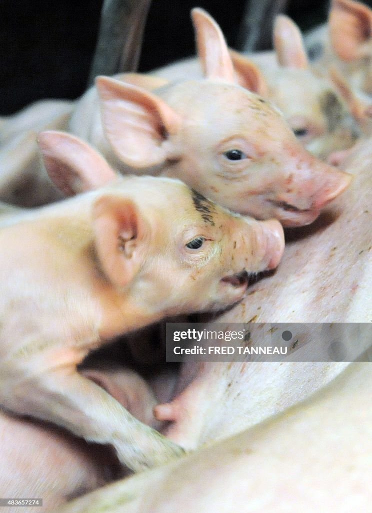 FRANCE-AGRICULTURE-PORK