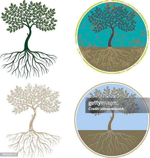 Tree Roots Circle Photos and Premium High Res Pictures - Getty Images