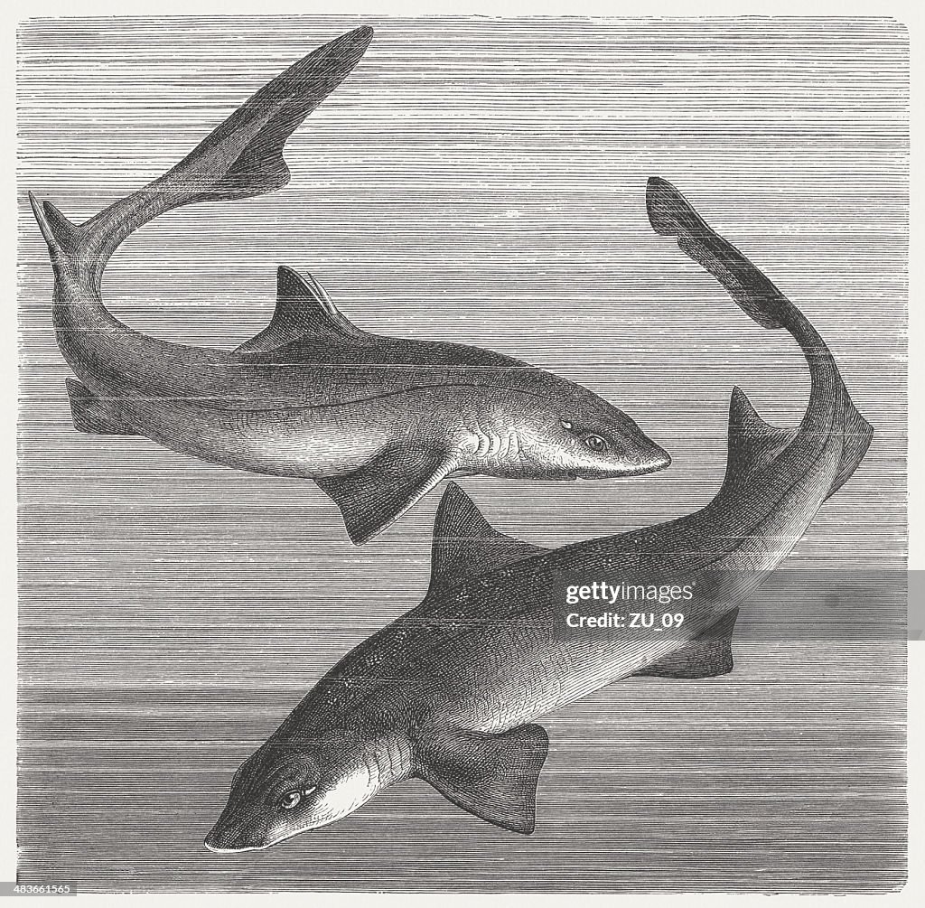 Spiny dogfish and Smooth-hound, wood engraving, published in 1884