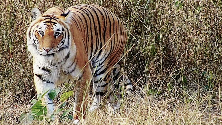 18,941 Bengal Tiger Videos and HD Footage - Getty Images 18,941 Bengal Tiger Videos and HD Footage - Getty Images