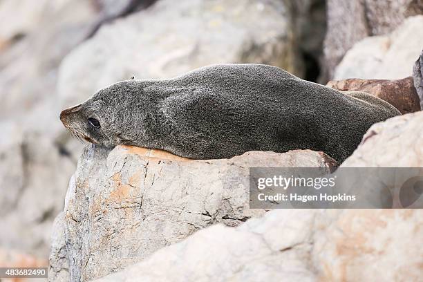 Seal rests on a rock near Frank Kitts Park in Wellington Harbour on August 12, 2015 in Wellington, New Zealand. Seals are common around Wellington...