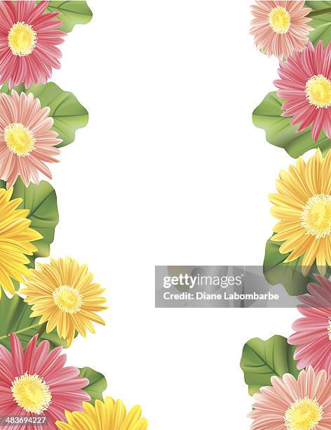 gerbera daisy border with copy space - gerbera daisy border stock illustrations