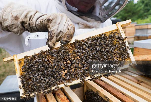 Beekeeper Dave Whyman inspects a bee covered wooden frame that stores the honeycomb inside his hives as he checks honey production on August 7, 2015...