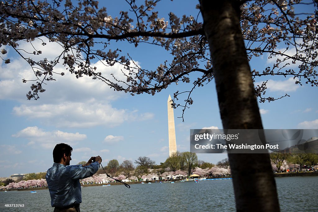 Autistic Photographers Photograph Cherry Blossoms