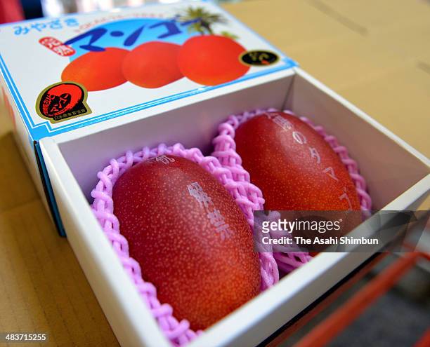 Pair of mangoes 'Taiyo-no-Tamago' are seen during the first auction of the season at Miyazaki City Central Wholesale Market on April 7, 2014 in...