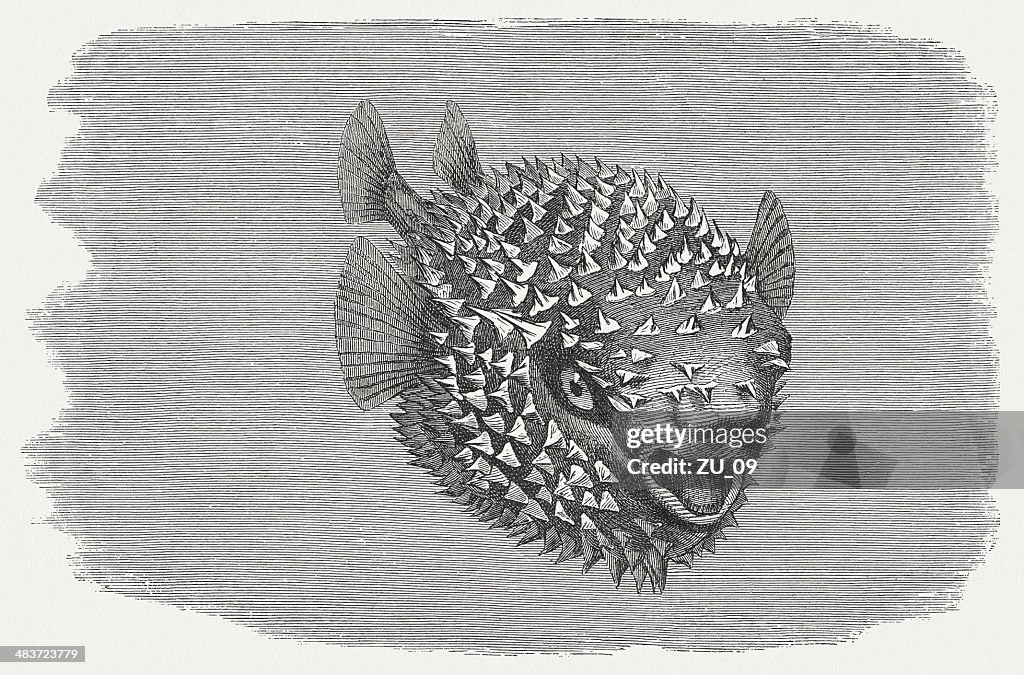 Spotted Porcupinefish (Diodon hystrix), wood engraving, published in 1884