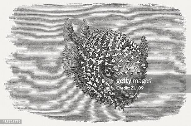 spotted porcupinefish (diodon hystrix), wood engraving, published in 1884 - balloonfish stock illustrations