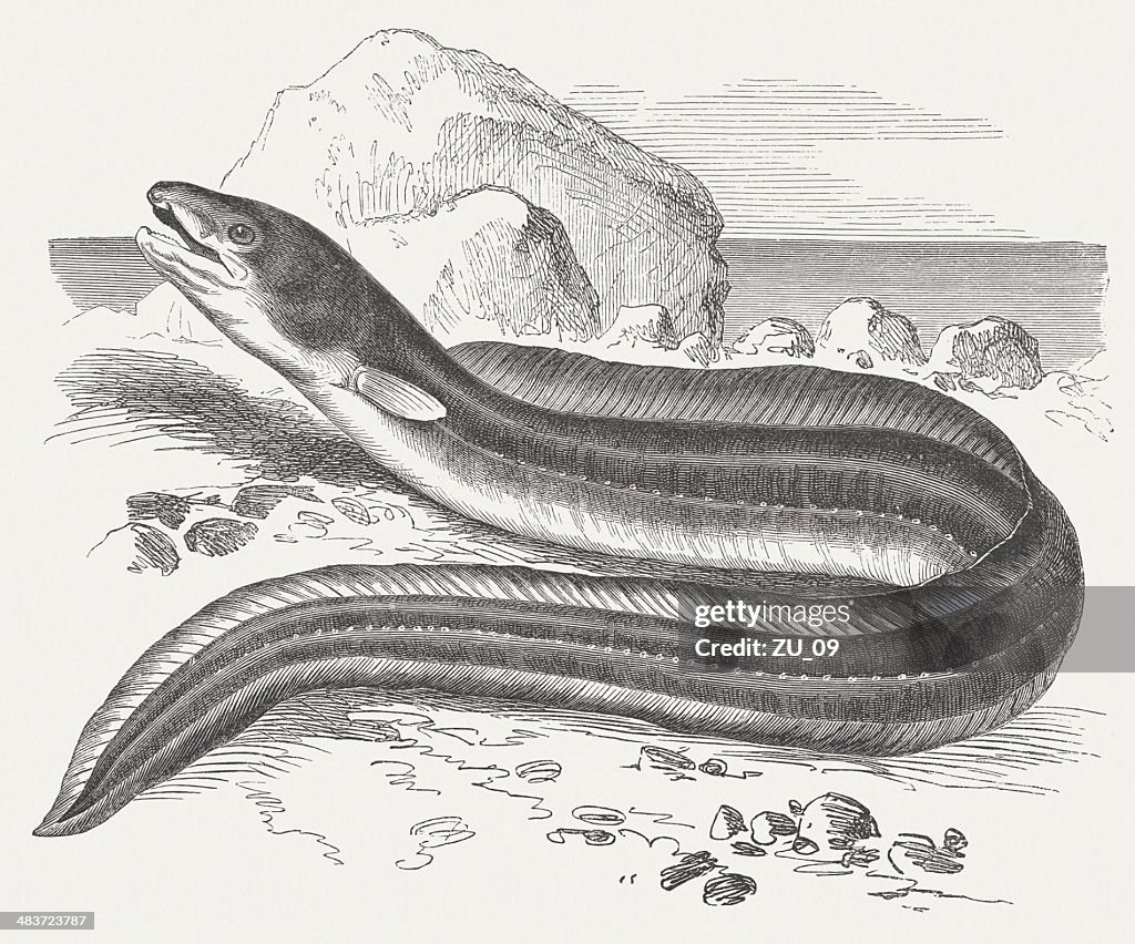European conger (Conger conger), wood engraving, published in 1884