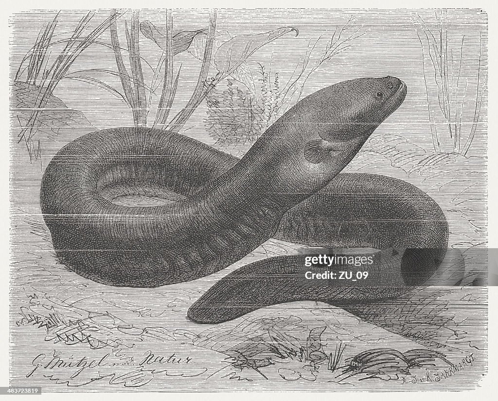 Electric eel (Electrophorus electricus), wood engraving, published in 1884