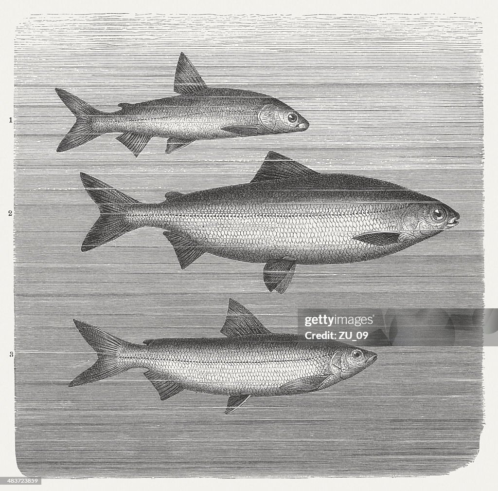 Coregonus: Gravenche,Bodenseefelchen,Fera, wood engraving, published in 1884