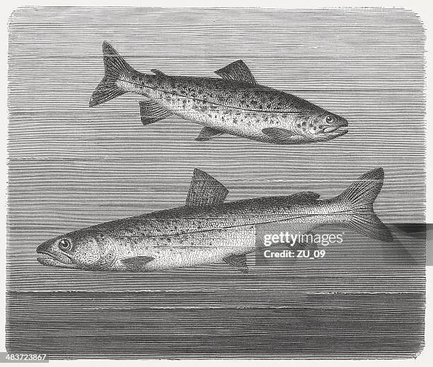 trout and huchen - trout stock illustrations