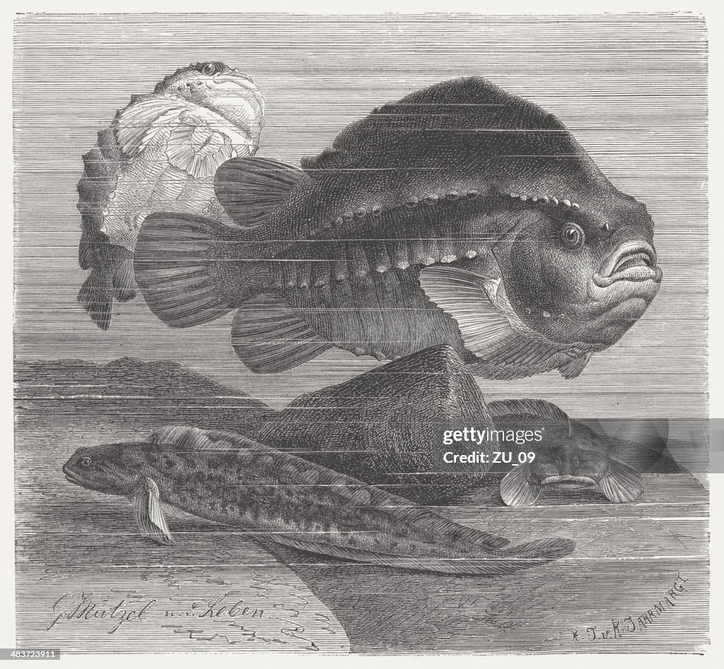 Lumpsucker and Eelpout, wood engraving, published in 1884